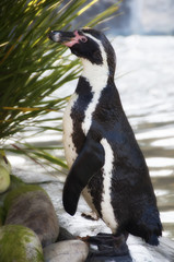 Obraz premium Pingüino en el zoo de Oporto