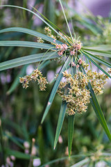 close up papyrus, plant