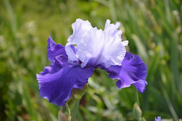 Blooming beautiful iris 