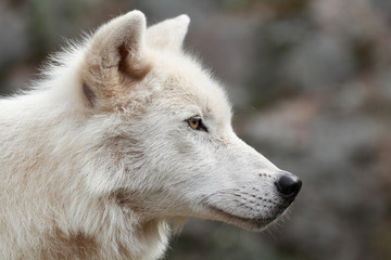 loup arctique 