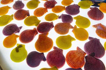 色とりどりの貝殻