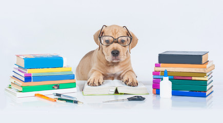 American staffordshire terrier puppy with glasses and books © Rita Kochmarjova