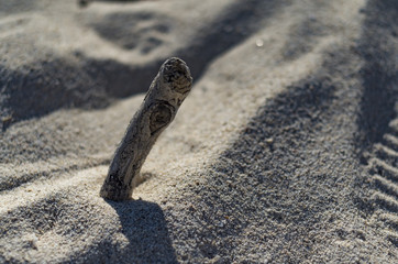 砂浜に立つ枯れ枝