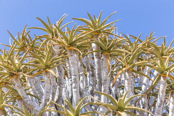 The quiver tree, or aloe dichotoma, or Kokerboom, in Namibia