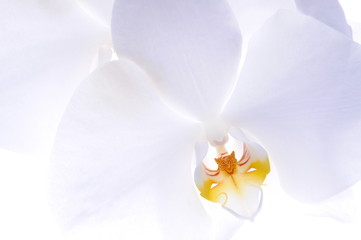 Orchid head flower on white background