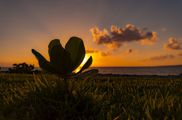 夕日に照らされる植物