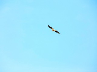 Flying bird