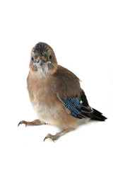 jay's
