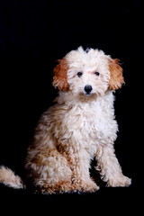 Süßer Mischling macht Sitz im Studio