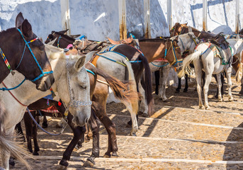 chevaux grecs