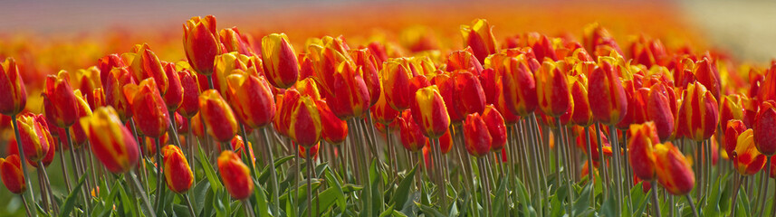 Tulipes dans un champ au printemps