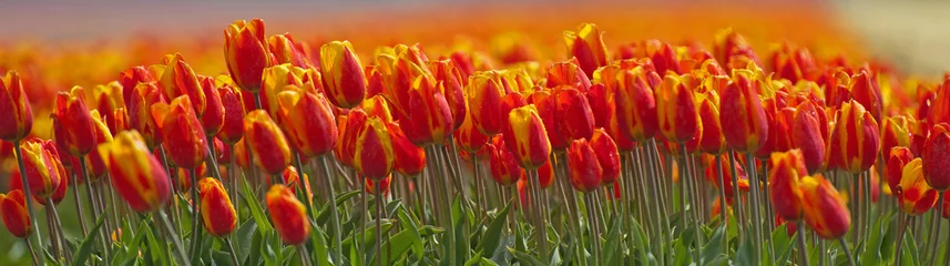 Fotobehang Tulp Tulpen in een veld in de lente