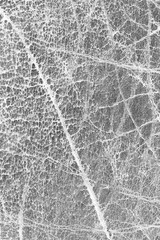 Old Dark Gray Cowhide, Weathered, Coarse, Creased, Exfoliated, Cracked, Grunge Texture Sample.