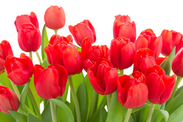 fresh red tulip flowers