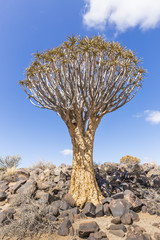 The quiver tree, or aloe dichotoma, or Kokerboom, in Namibia
