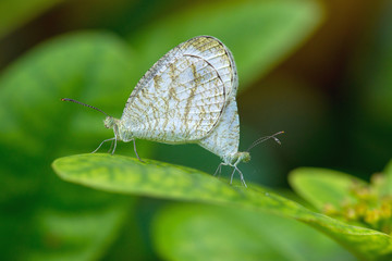 butterfly bleeding
