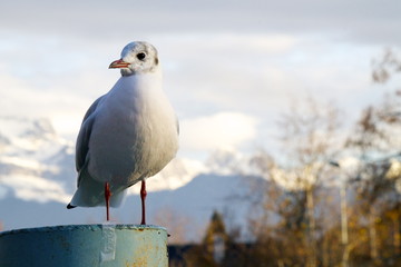 Obraz premium Gabbiano
