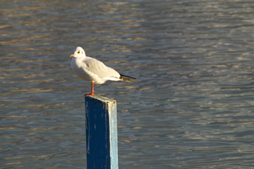 Gabbiano