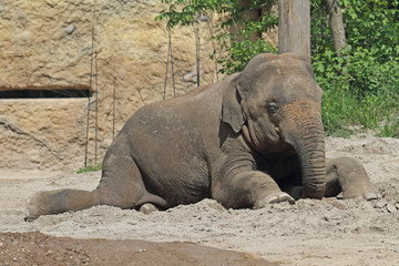 Fototapeta premium Elefant