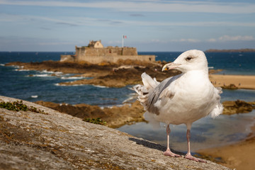 Seagull with Fort National in Saint-Malo, France, in background