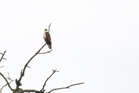 Brahminy Kite perch on dead branches