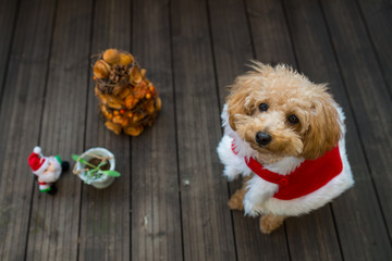 トイプードルのサンタクロースとリース

