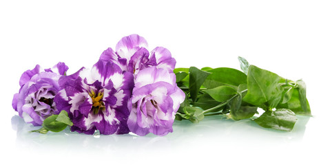 Fototapeta na wymiar Purple flowers close up isolated on white