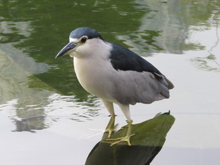 The egrets foraging