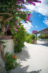 ハイビスカスと珊瑚の道