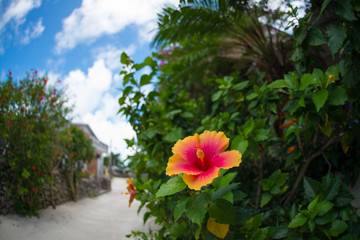 ハイビスカスと珊瑚の道