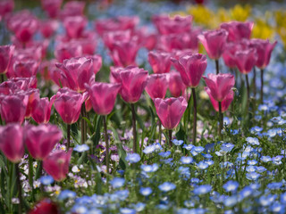 チューリップとネモフィラ