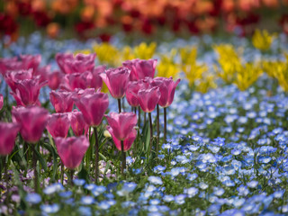 チューリップとネモフィラ