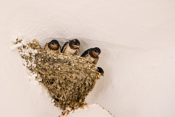 Nest with four young barn swallows (Hirundo rustica) © Hilda Weges