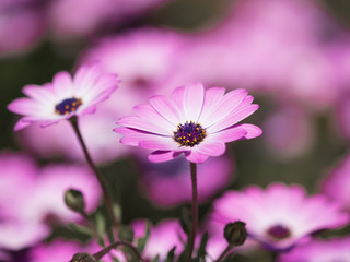 リビングストンデージー