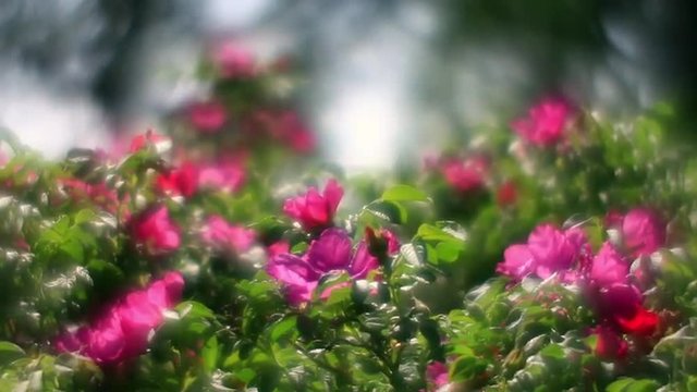 Wonderful sunlit wild rose hedge with pink flower and flying bees on misty forest background. Amazing soft garden background for dreamlike mood. Adorable view of lyric nature in amazing full HD clip.
