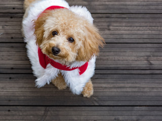 トイプードルのサンタクロース