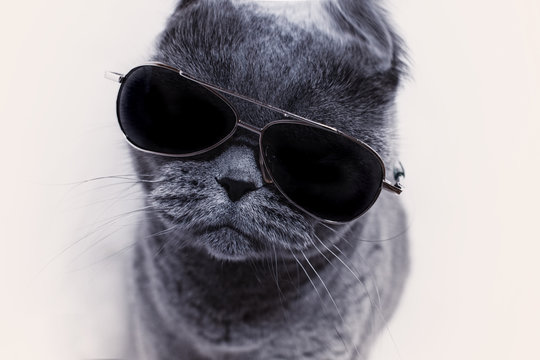 Portrait of British shorthair gray cat wearing sunglasses closeu
