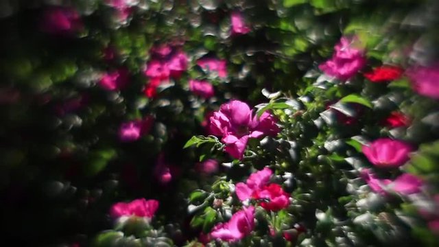 Wonderful sunlit wild rose bushes with pink flowers and flying bees on background with unusual light. Amazing garden background in fairy tale style. Adorable view of lyric nature in amazing full HD. 