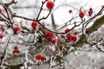 white frost covers a tree with red berries