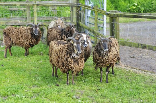 Brown rare breed sheep