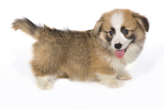 Rigolo Bebe Chien Stock Photo Adobe Stock