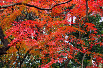 Red autumn leaves