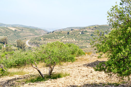Olive trees in the hills.