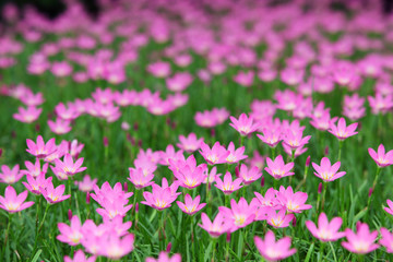 Fototapeta premium rain lily flower