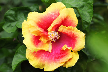 colorful hibiscus flower