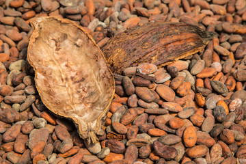 viele Kakaobohnen und die Hülle einer Kakaobohne