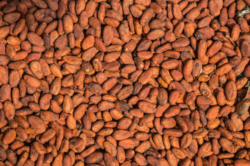 viele Kakaobohnen auf einem Haufen