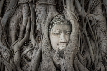 Unseen of Buddha head in root tree at Wat Mahathat. Ayutthaya hi