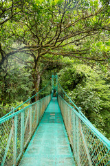 Fototapeta premium eine Brücke im Regenwald in Costa Rica