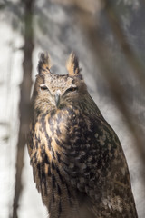 Great Horned Owl